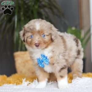 Marlu, Miniature Australian Shepherd Puppy